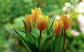 Yellow Tulips