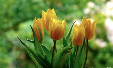 Yellow Tulips
