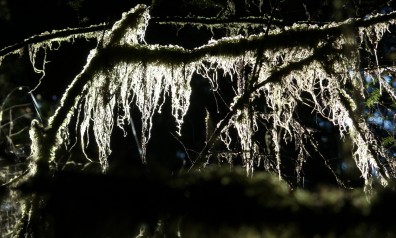 Clayoquot Rain Forest
