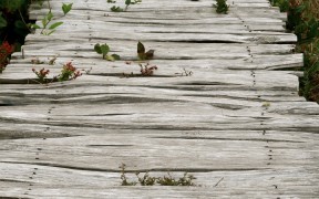Stubbs Island Boardwalk