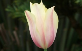 Spring Tulip
