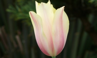Spring Tulip